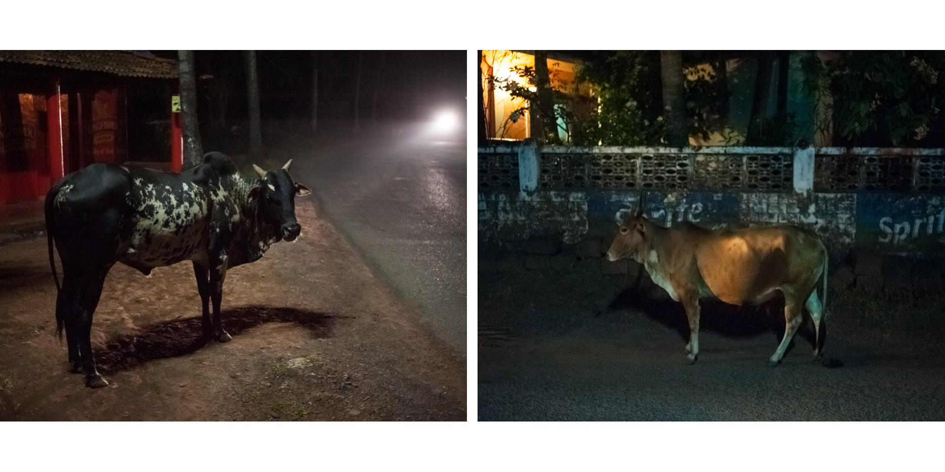 India_Cow